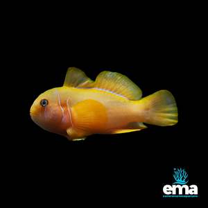 Nano Fish: Citron Goby