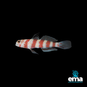 Nano Fish: Wheeler's Shrimp Goby
