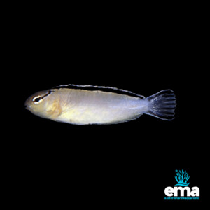 Nano Fish: Smith's Blenny