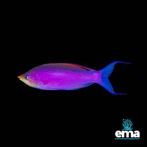 Chromis: Purple Queen Anthias