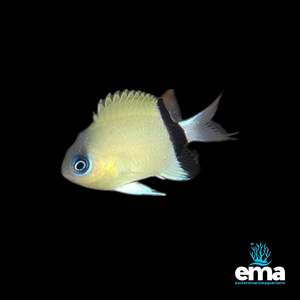 Chromis: Black Bar Chromis