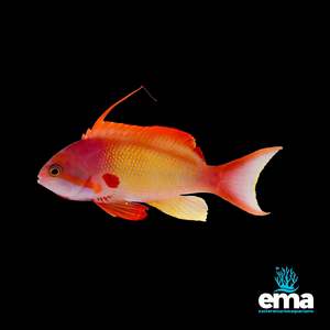 Chromis: Lyretail Anthias (Male)