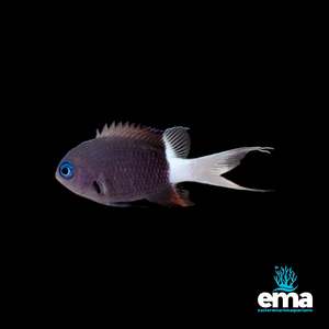 Black & White Chromis
