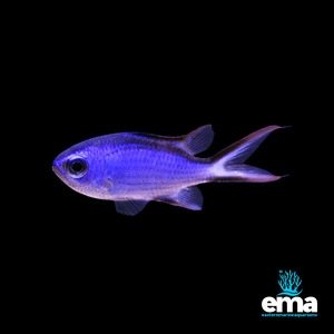 Chromis: Atlantic Blue Chromis