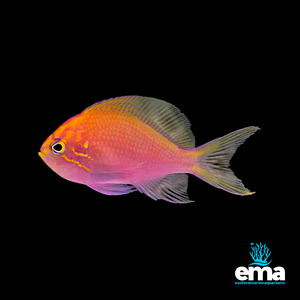 Chromis: Fathead Sunburst Anthias