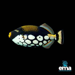 Triggerfish: Clown Triggerfish