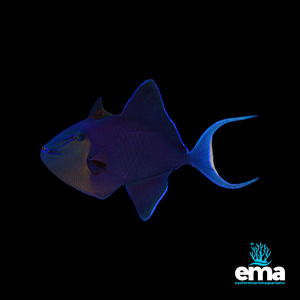 Triggerfish: Niger Triggerfish