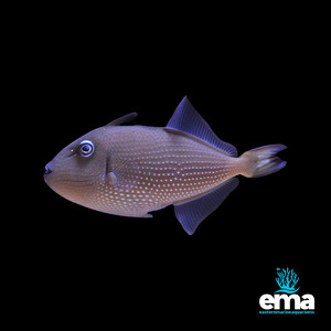 Triggerfish: Blue Throat Triggerfish - Female