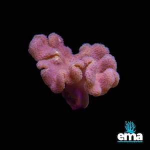 Soft Coral: Fiji Yellow Toadstool