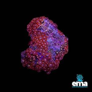 Soft Coral: Zoanthid Colony