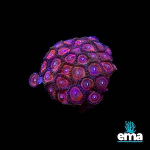 Soft Coral: Zoanthid Mini Colony
