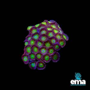 Zoanthid Mini Colony