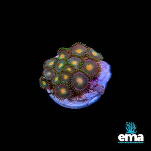 Coral 1: Black Friday Zoanthid Fragment