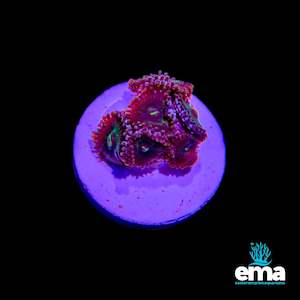 Maroon & Green Mouth Zoanthid