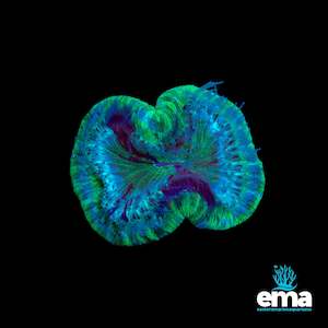 Lps Coral: Toxic Green & Teal Flecked Trachyphyllia
