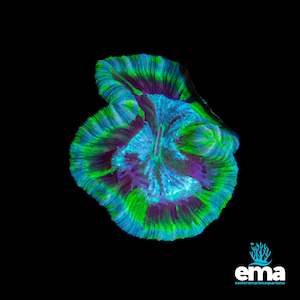 Toxic Green & Teal Flecked Trachyphyllia