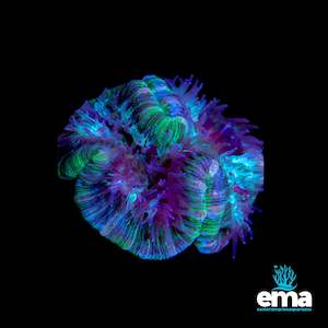 Lps Coral: Green & Teal Flecked Trachyphyllia