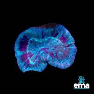 Lps Coral: Mint Green Streaked Trachyphyllia