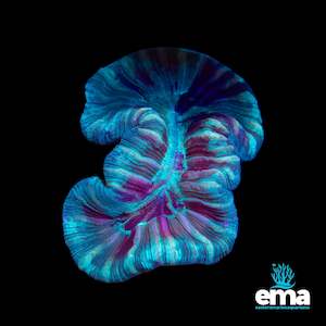 Mint Green Streaked Trachyphyllia