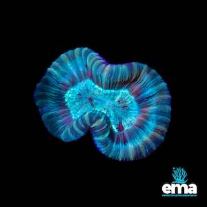 Mint Green Streaked Trachyphyllia