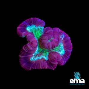 Red & Teal Trachyphyllia