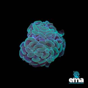 Green Branching Hammer Fragments