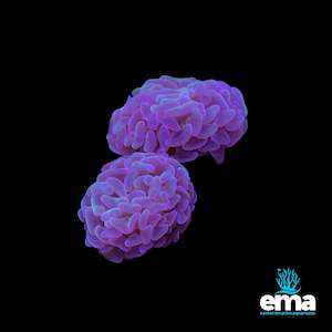 Purple Branching Hammer Fragments