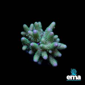 Sps Coral: Acropora Colony