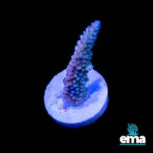 Blue Staghorn Fragment