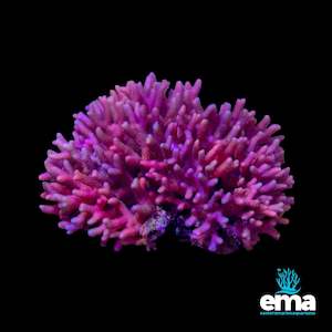 Sps Coral: Pink Birdsnest Coral