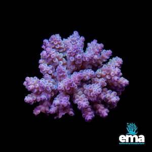 Acropora Colony