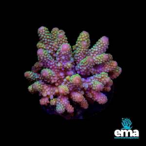 Acropora Colony