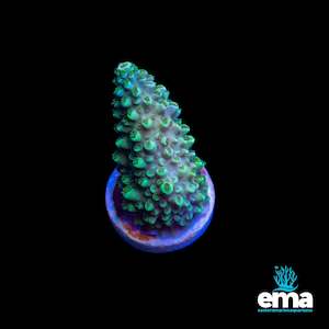 Sps Coral: Green & Purple Tip Robusta