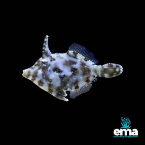 Matted Filefish
