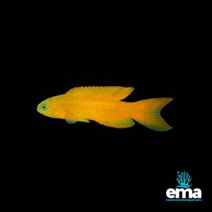 Yellow Assessor