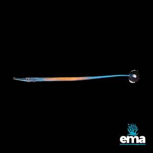Janss' Pipefish