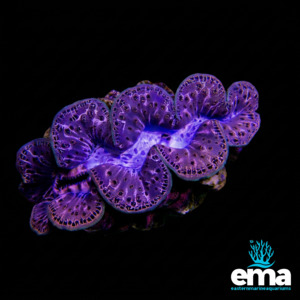 Gold Maxima Clam