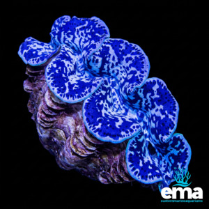 Blue Maxima Clam Large