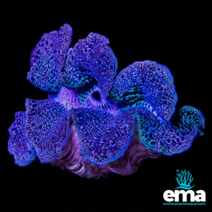 Blue Maxima Clam Large