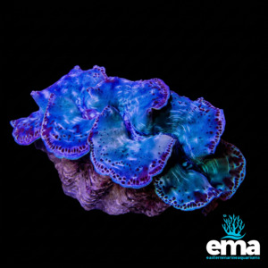 Blue Maxima Clam Large
