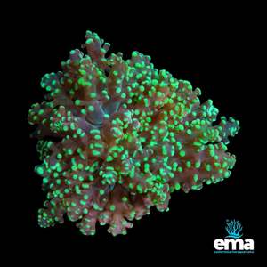 Products: Green Frogspawn Branching