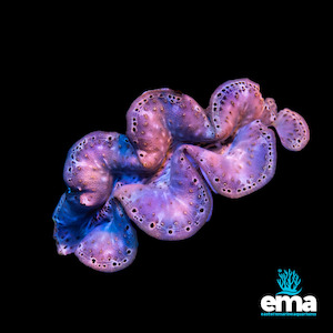 Tridacna Clams: Tridacna Maxima Clam