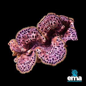 Tridacna Maxima Clam