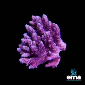 Coral 1: Acropora Millepora