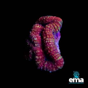 Coral 1: Orange Lobophyllia