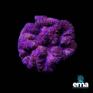 Coral 1: Symphyllia