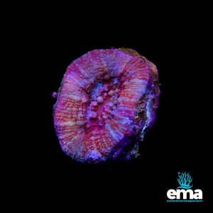 Red Acan Bowerbanki