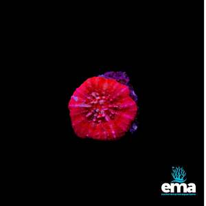 Coral 1: Red Scolymia Australis