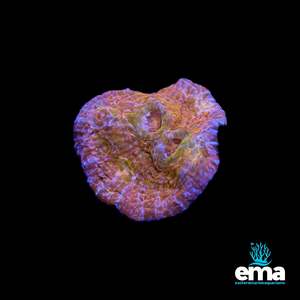 Coral 1: 24K Gold Australian Chalice