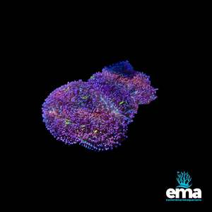 Purple & Green Mushroom Rock